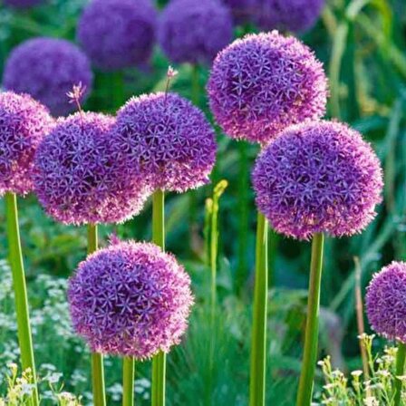 Allium çiçeği tohumu Mor renk [5 adet tohum]